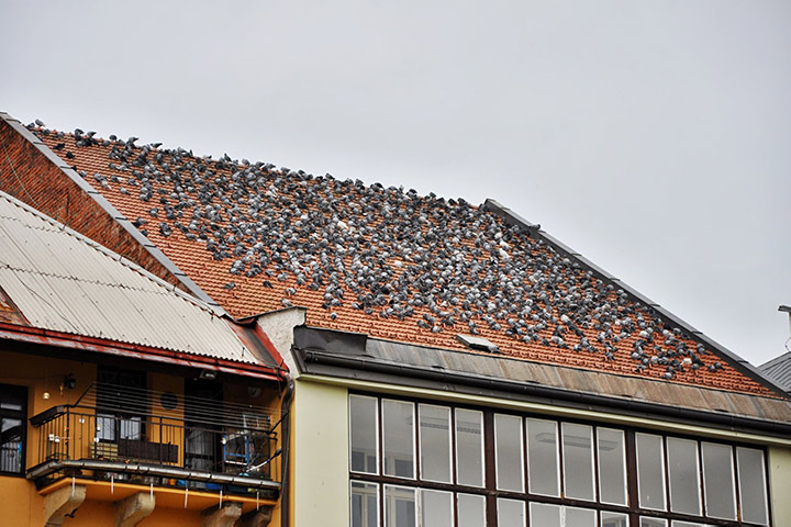 A2B Pest Control are able to install spikes to deter birds from roofs in West Kensington. 