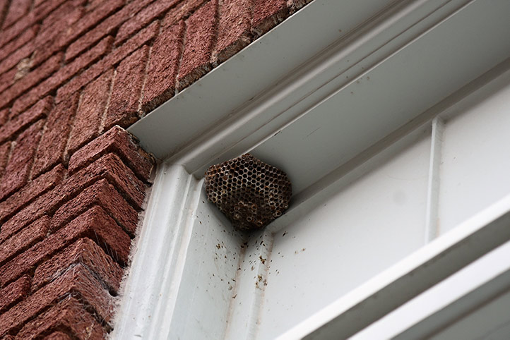 We provide a wasp nest removal service for domestic and commercial properties in West Kensington.